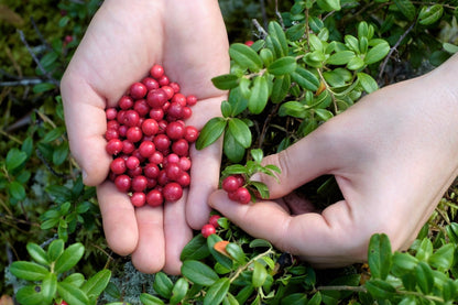 Lingonberry (Vaccinium vitis-idaea) Seeds – 50 ct