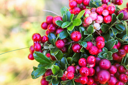 Lingonberry (Vaccinium vitis-idaea) Seeds – 50 ct