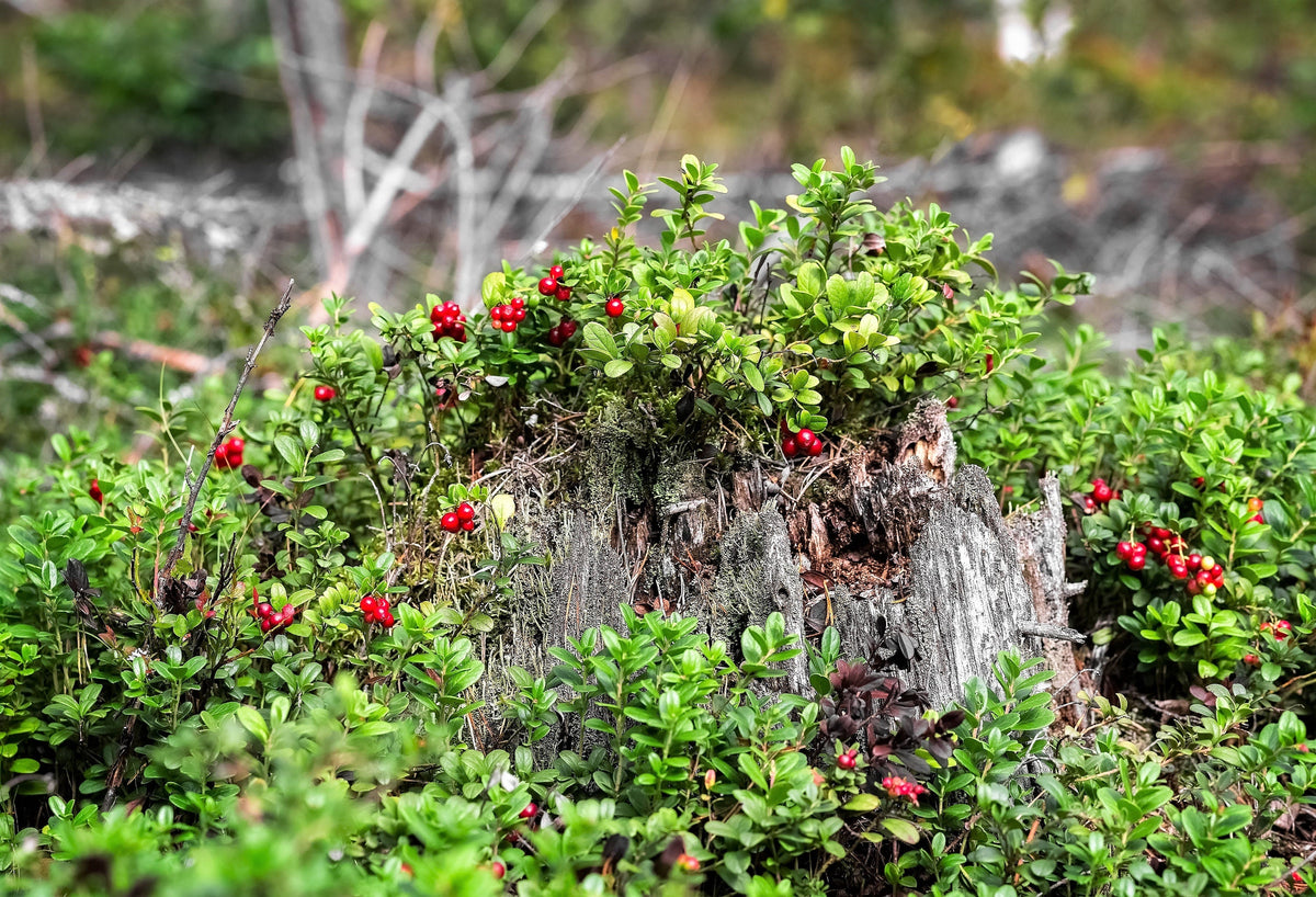 Lingonberry (Vaccinium vitis-idaea) Seeds – 50 ct