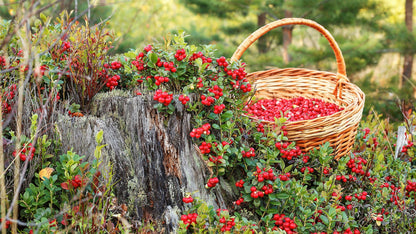 Lingonberry (Vaccinium vitis-idaea) Seeds – 50 ct