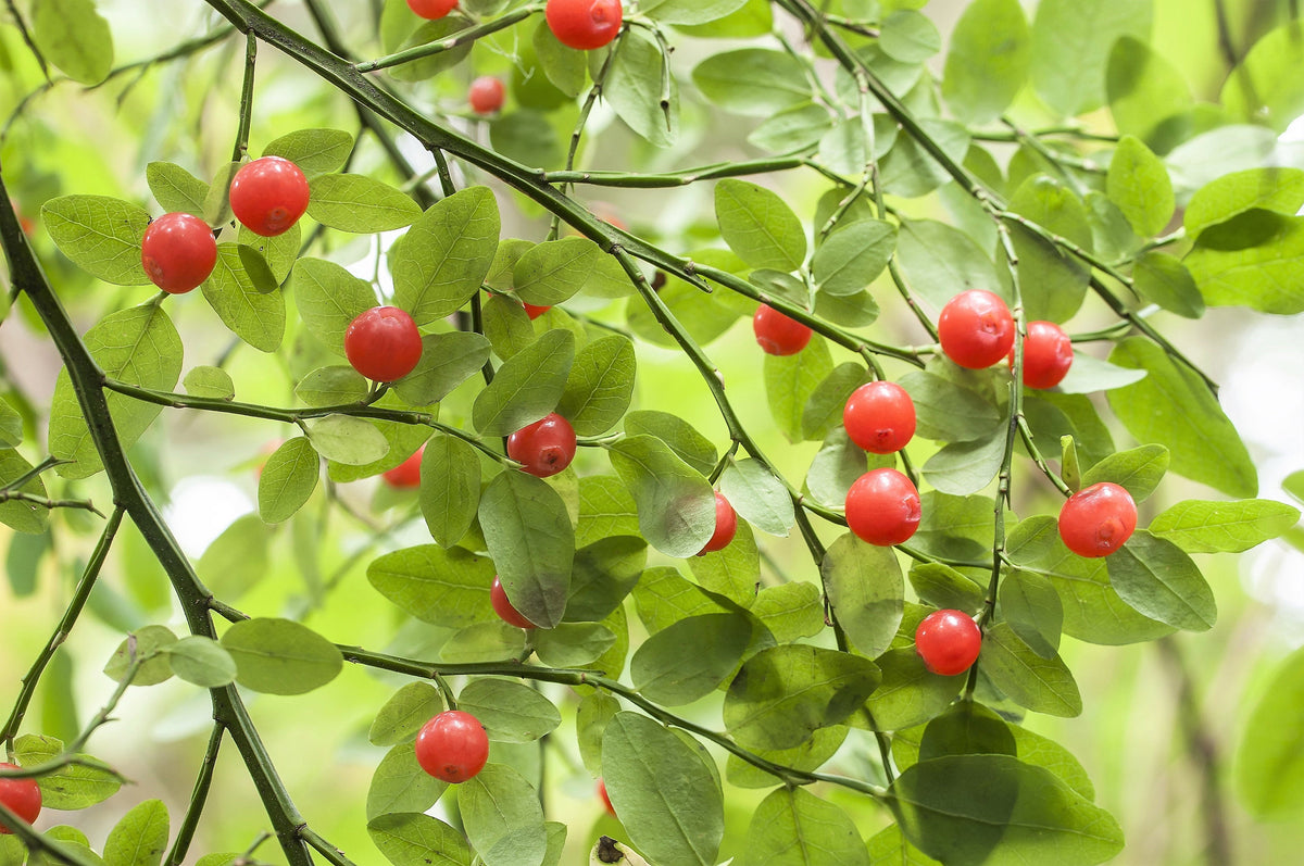 Red Huckleberry (Vaccinium parvifolium) Seeds – 30 ct