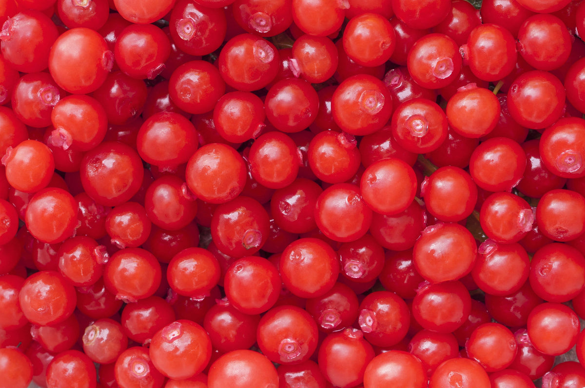 Red Huckleberry (Vaccinium parvifolium) Seeds – 30 ct