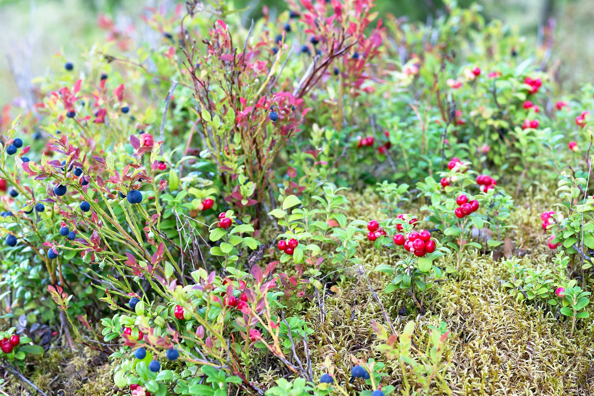 Red Huckleberry (Vaccinium parvifolium) Seeds – 30 ct