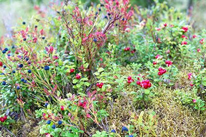 Red Huckleberry (Vaccinium parvifolium) Seeds – 30 ct