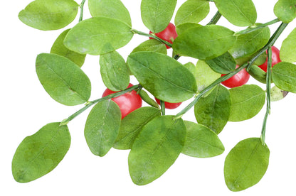 Red Huckleberry (Vaccinium parvifolium) Seeds – 30 ct
