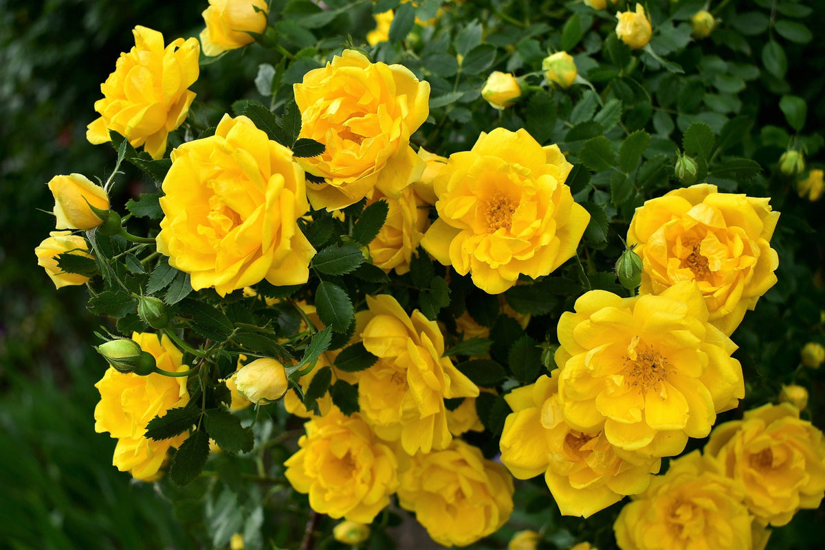 5 YELLOW CLIMBING ROSE Rosa Bush Vine Climber Fragrant Butterfly Flower Seeds