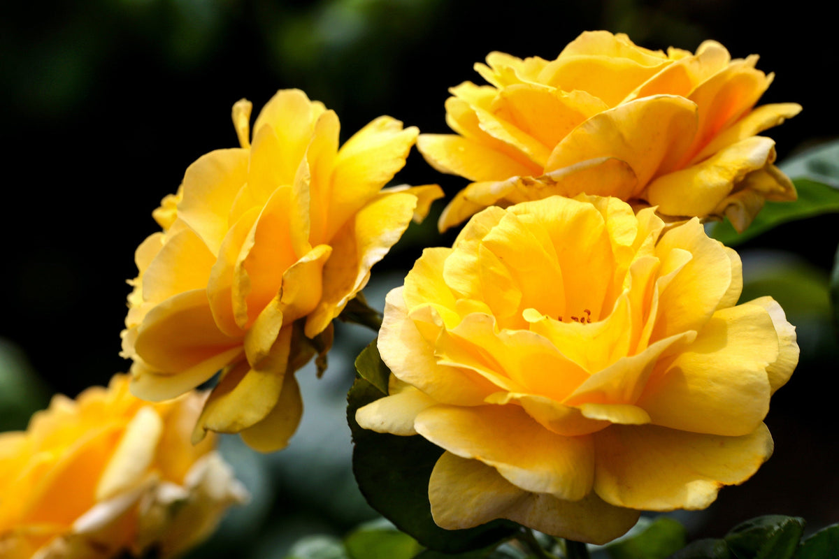 5 YELLOW CLIMBING ROSE Rosa Bush Vine Climber Fragrant Butterfly Flower Seeds