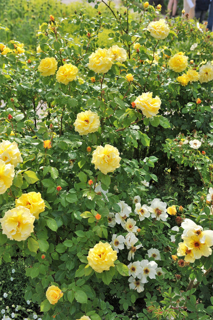 5 YELLOW CLIMBING ROSE Rosa Bush Vine Climber Fragrant Butterfly Flower Seeds
