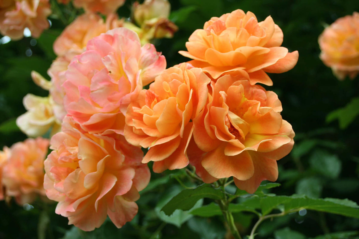 Orange Climbing Rose (Rosa spp.) Seeds – 5 ct