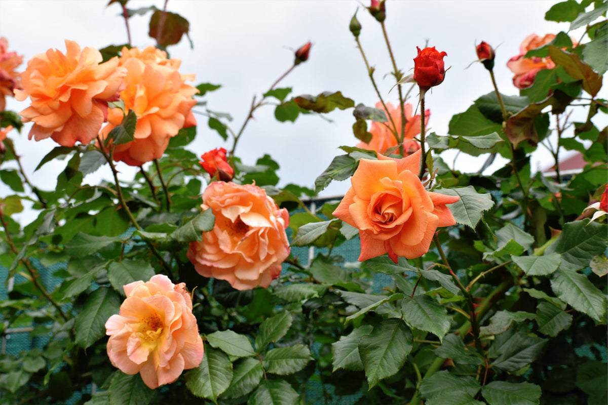 Orange Climbing Rose (Rosa spp.) Seeds – 5 ct