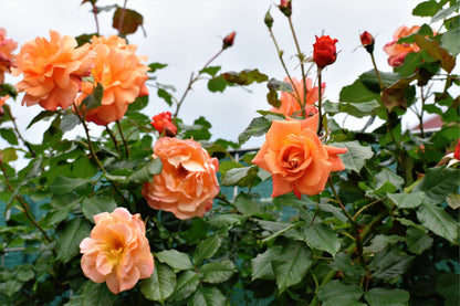 Orange Climbing Rose (Rosa spp.) Seeds – 5 ct