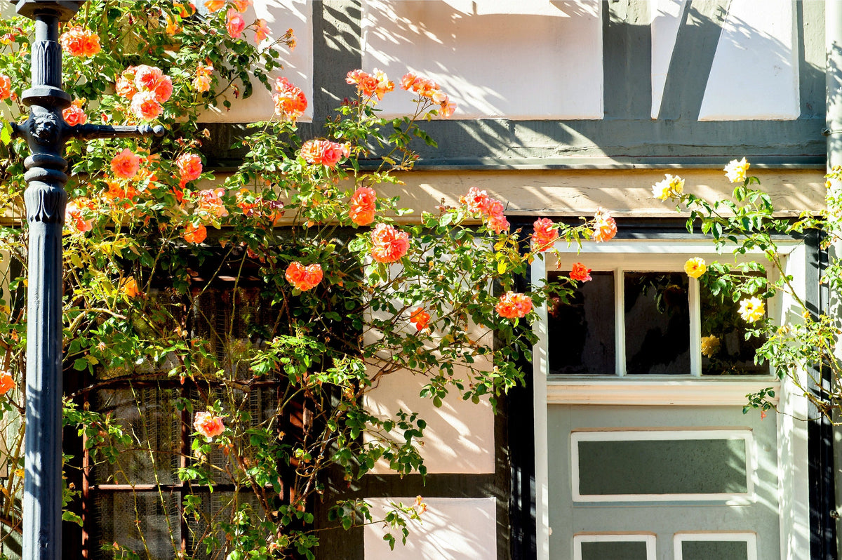 Orange Climbing Rose (Rosa spp.) Seeds – 5 ct