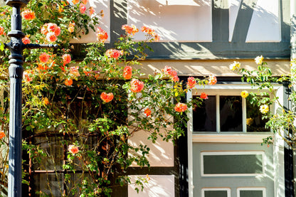 Orange Climbing Rose (Rosa spp.) Seeds – 5 ct