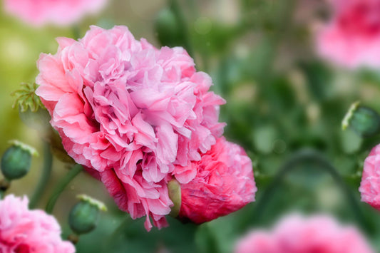 Organic Rose Peony Poppy (Papaver somniferum var. paeoniflorum) Seeds – 300 ct