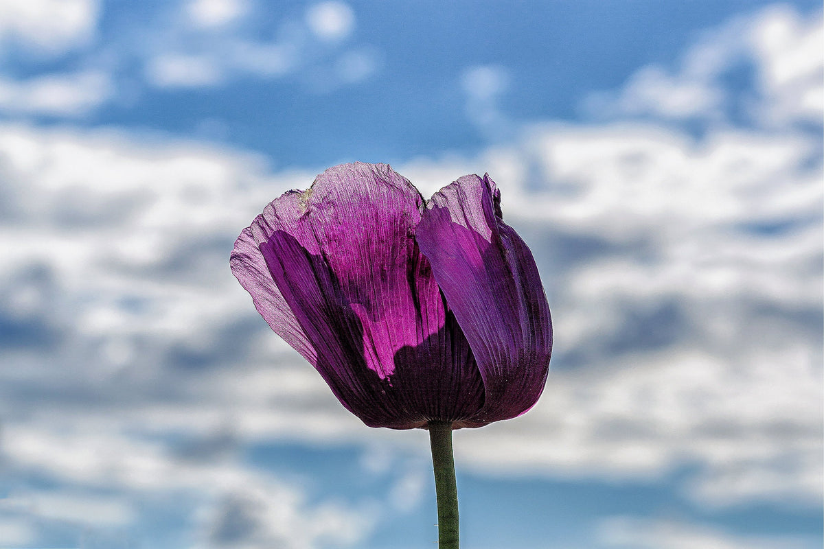 500 LAUREN'S GRAPE POPPY Purple Papaver Somniferum Flower Seeds