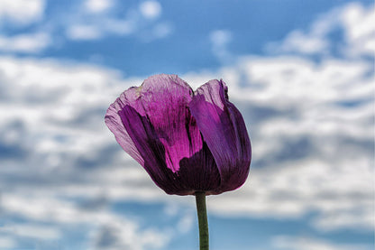 500 LAUREN'S GRAPE POPPY Purple Papaver Somniferum Flower Seeds