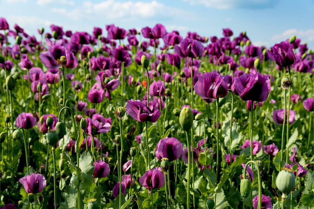 500 LAUREN'S GRAPE POPPY Purple Papaver Somniferum Flower Seeds
