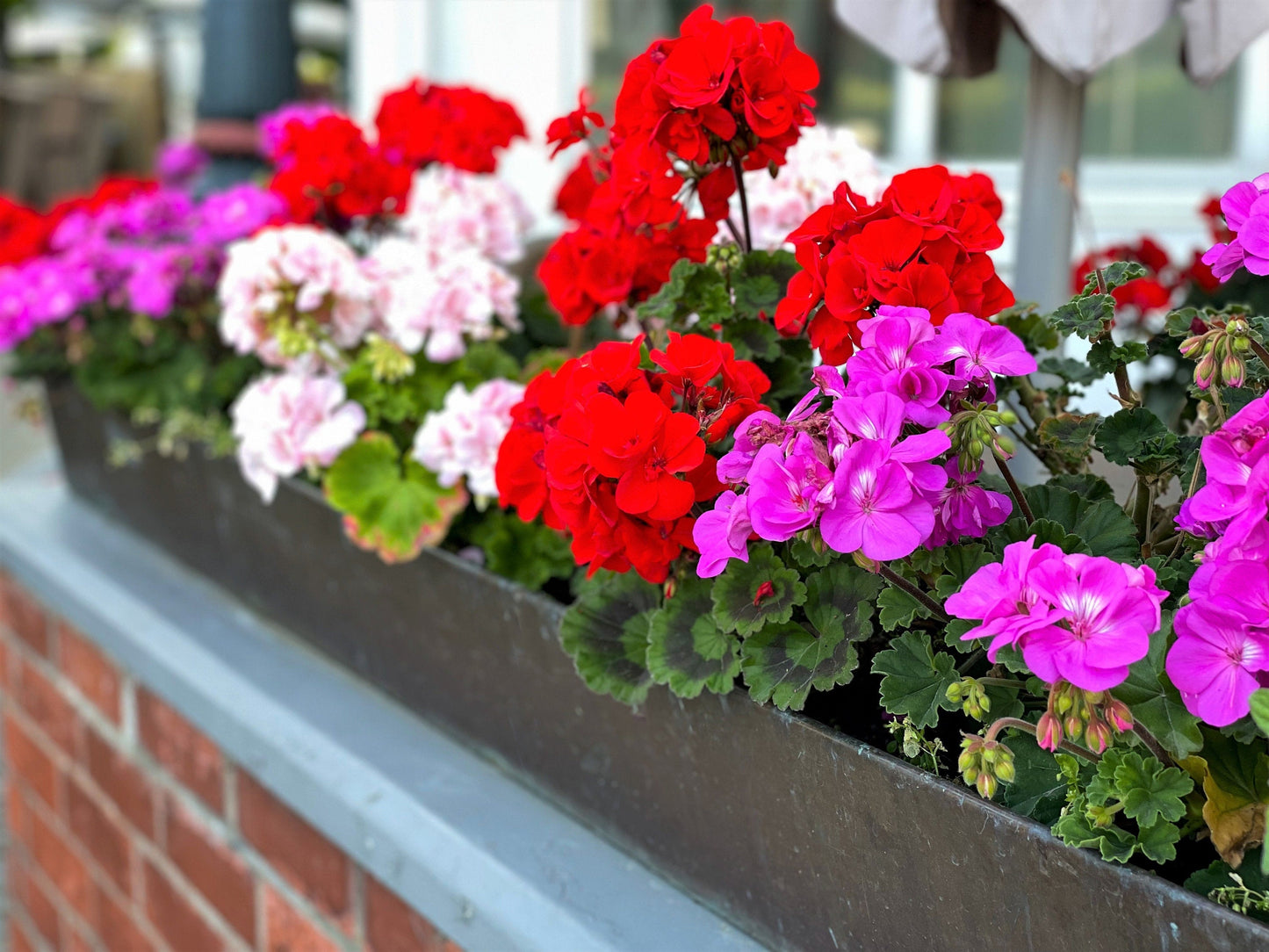 10 Mixed Colors Geranium (Pelargonium Zonale) Seeds