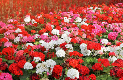 10 Mixed Colors Geranium (Pelargonium Zonale) Seeds