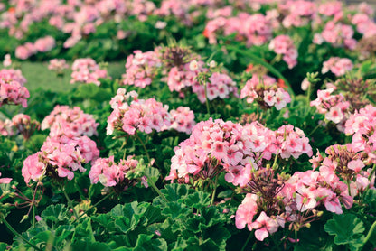 10 Mixed Colors Geranium (Pelargonium Zonale) Seeds