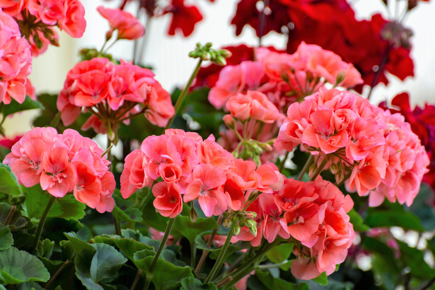10 Mixed Colors Geranium (Pelargonium Zonale) Seeds