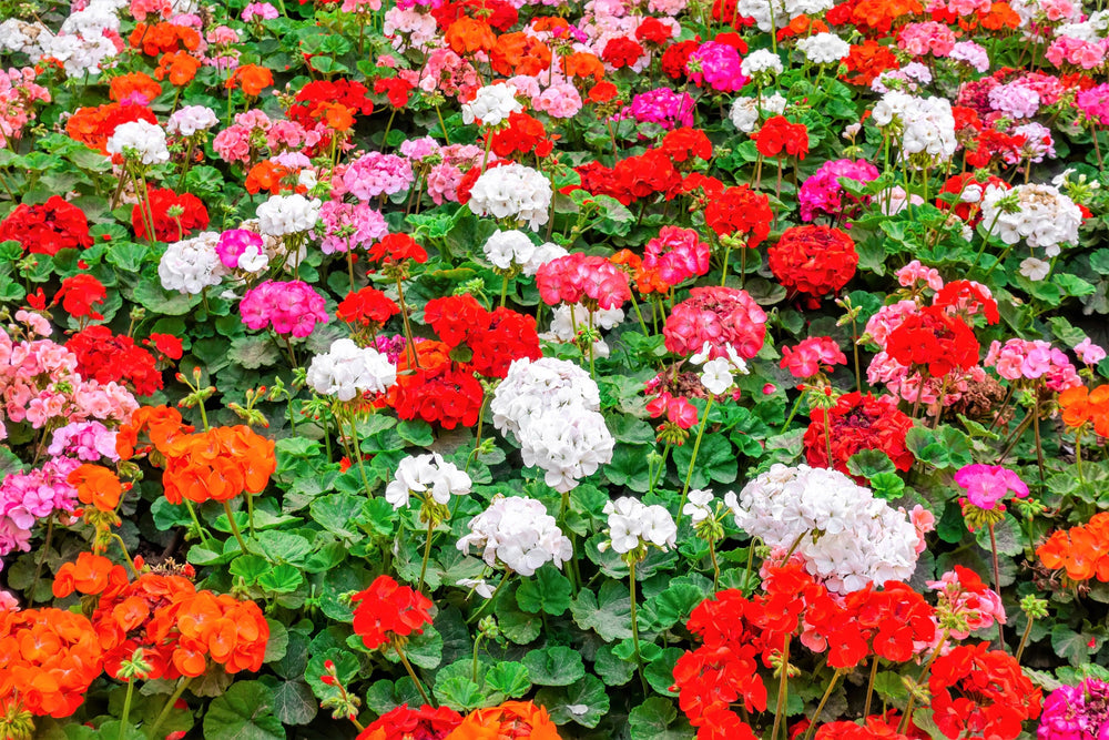 10 Mixed Colors Geranium (Pelargonium Zonale) Seeds