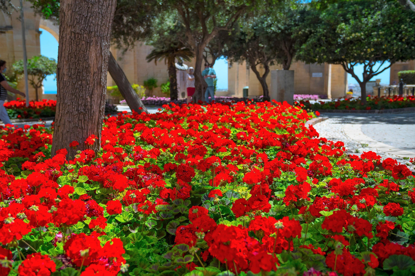 10 Mixed Colors Geranium (Pelargonium Zonale) Seeds