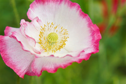 Afghan Reselected Blue Poppy Mix (Papaver somniferum) Seeds – 200 ct