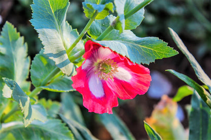 Afghan Reselected Blue Poppy Mix (Papaver somniferum) Seeds – 200 ct