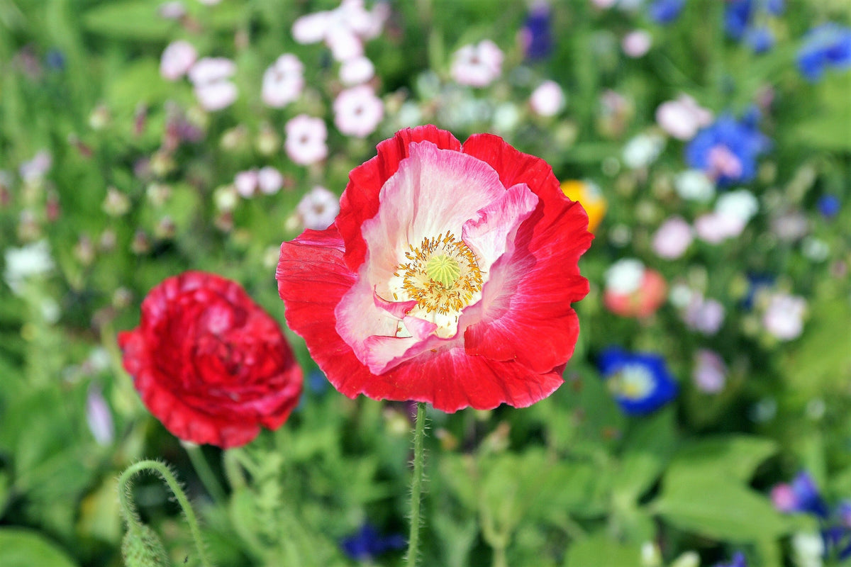 Afghan Reselected Blue Poppy Mix (Papaver somniferum) Seeds – 200 ct