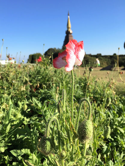 Afghan Reselected Blue Poppy Mix (Papaver somniferum) Seeds – 200 ct
