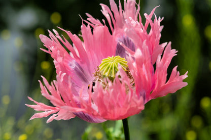 Afghan Reselected Blue Poppy Mix (Papaver somniferum) Seeds – 200 ct