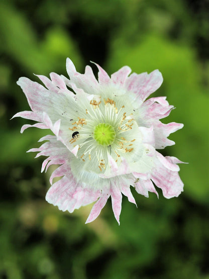 Afghan Reselected Blue Poppy Mix (Papaver somniferum) Seeds – 200 ct