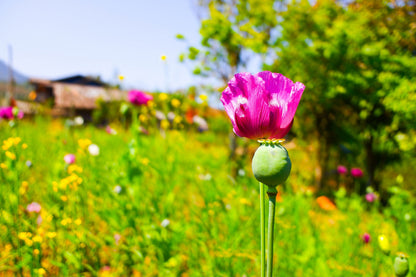 Afghan Reselected Blue Poppy Mix (Papaver somniferum) Seeds – 200 ct