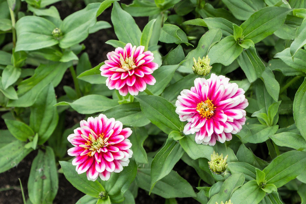 100 Ice Queen Zinnia (Zinnia Elegans) Seeds