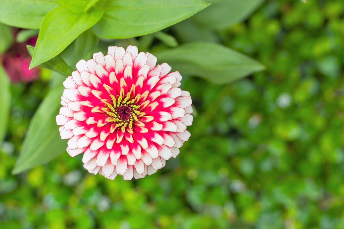 100 Ice Queen Zinnia (Zinnia Elegans) Seeds
