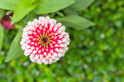 100 Ice Queen Zinnia (Zinnia Elegans) Seeds