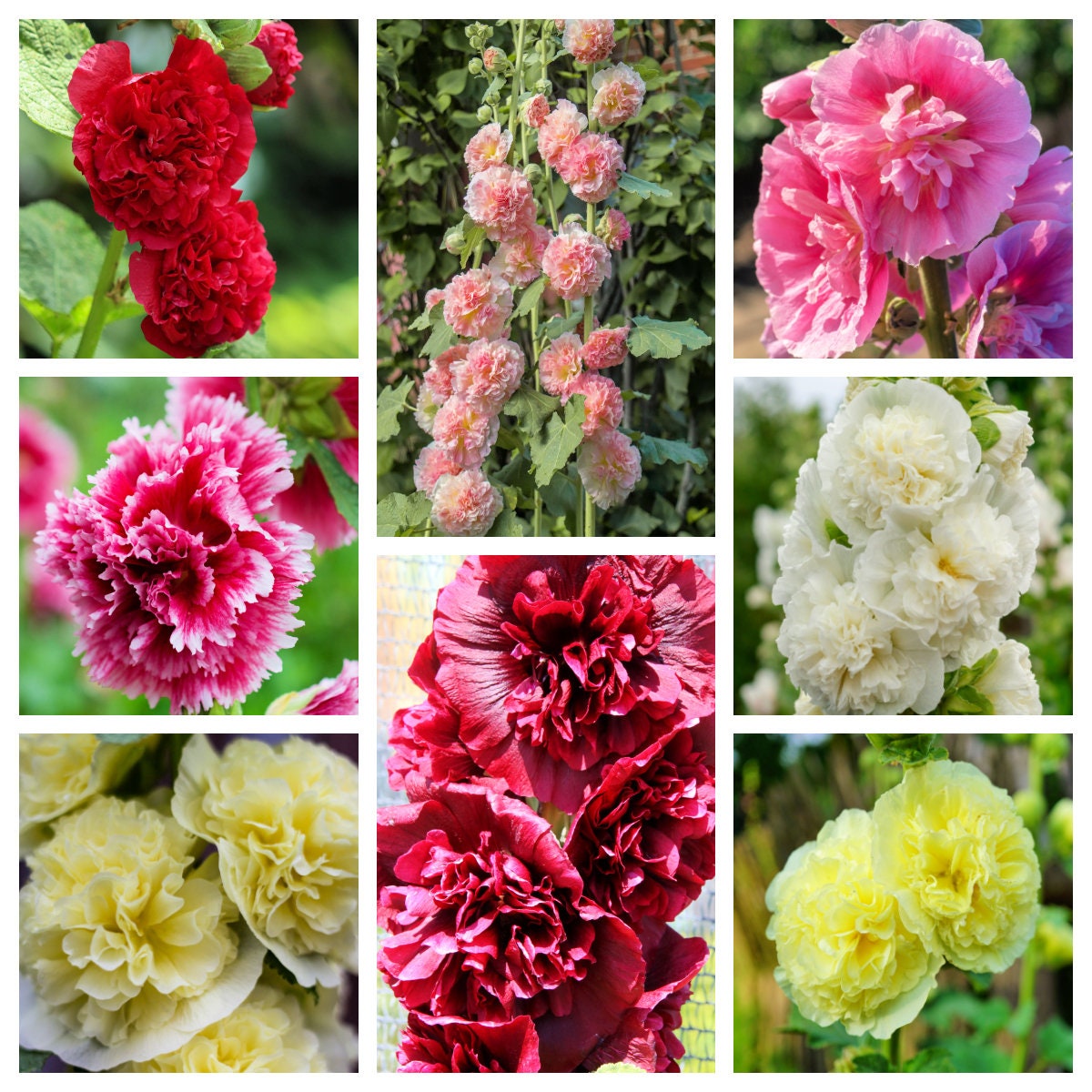 50 SUMMER CARNIVAL HOLLYHOCK Double Mixed Colors Red Pink White Yellow Peach Alcea Rosea Flower Seeds