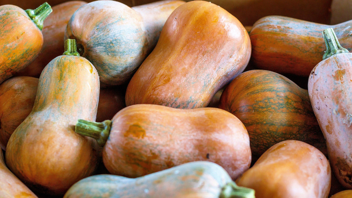 25 Organic HONEYNUT SQUASH aka Honey Butternut Squash Sweet Cucurbita Moschata Baby Buttercup Tan Skin Orange Flesh Seeds