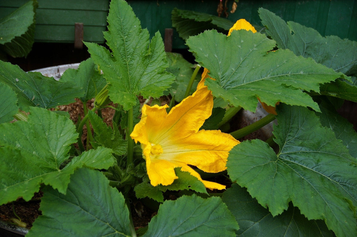50 GOLDEN ZUCCHINI Heirloom Summer Bush Squash Cucurbita Pepo Yellow Vegetable Seeds