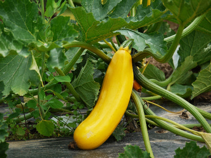 50 GOLDEN ZUCCHINI Heirloom Summer Bush Squash Cucurbita Pepo Yellow Vegetable Seeds