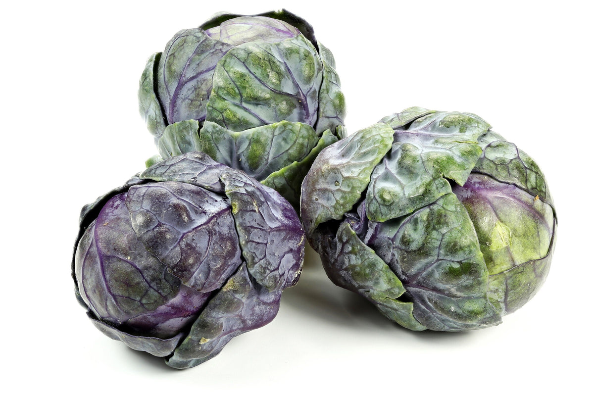 Red Ball Brussels Sprouts (Brassica oleracea var. gemmifera) Seeds – 70 ct