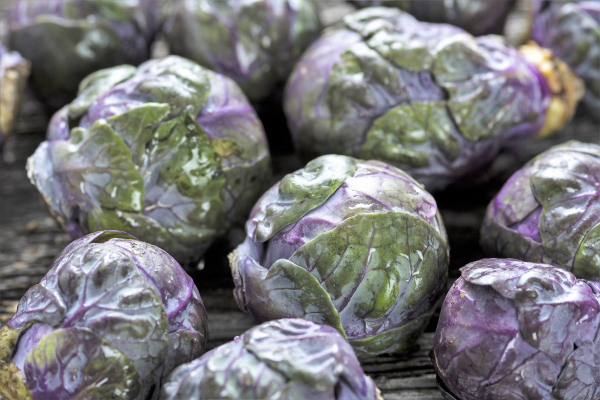 Red Ball Brussels Sprouts (Brassica oleracea var. gemmifera) Seeds – 70 ct