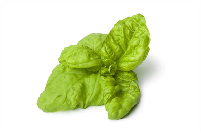 500 Lettuce Leaf Basil (Ocimum Basilicum) Seeds