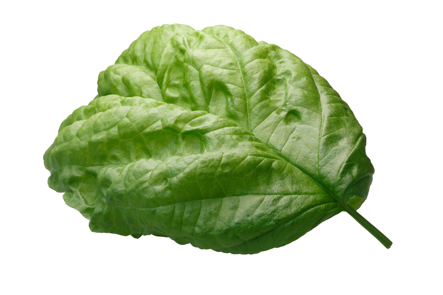 500 Lettuce Leaf Basil (Ocimum Basilicum) Seeds