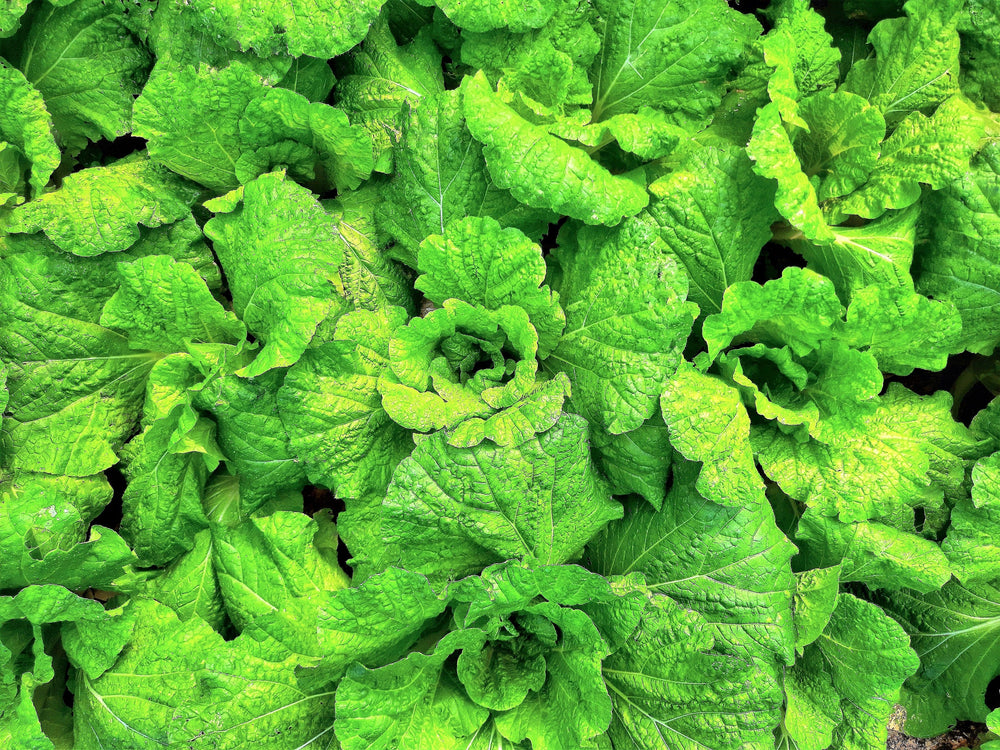 500 Lettuce Leaf Basil (Ocimum Basilicum) Seeds