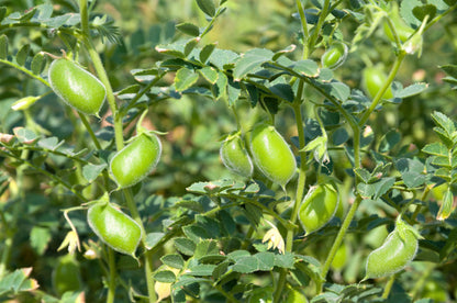 25 Green Chick Pea (Cicer Arietinum) Seeds