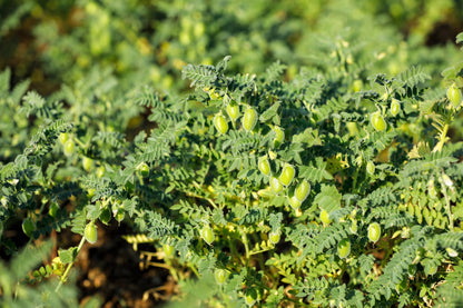 25 Green Chick Pea (Cicer Arietinum) Seeds