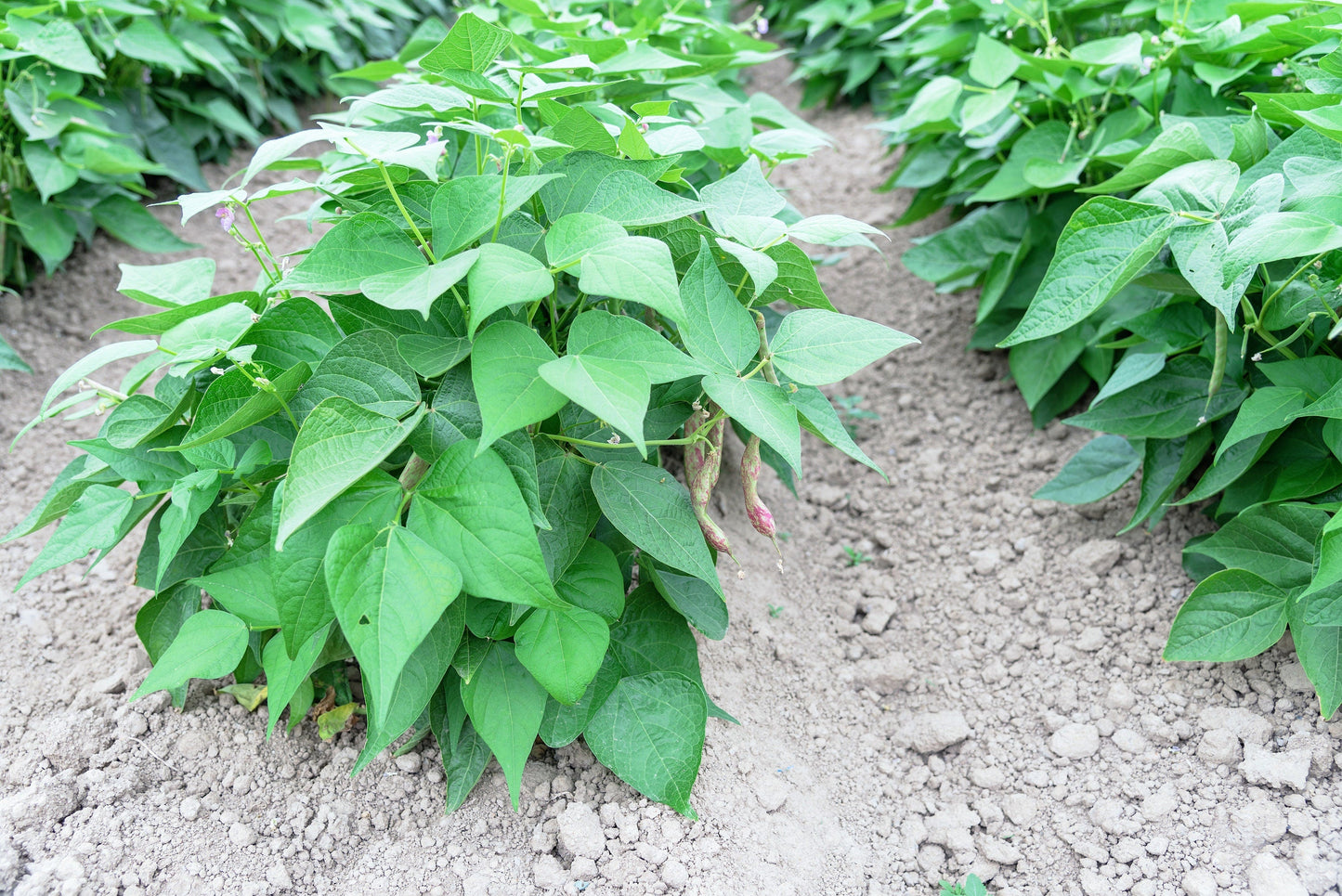 50 Dragon Tongue Wax Bean (Phaseolus Vulgaris) Seeds