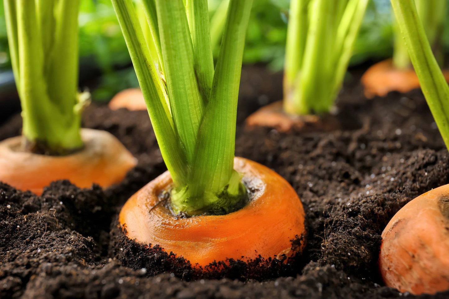 800 Parisian Carrot (Daucas Carota Sativus) Seeds